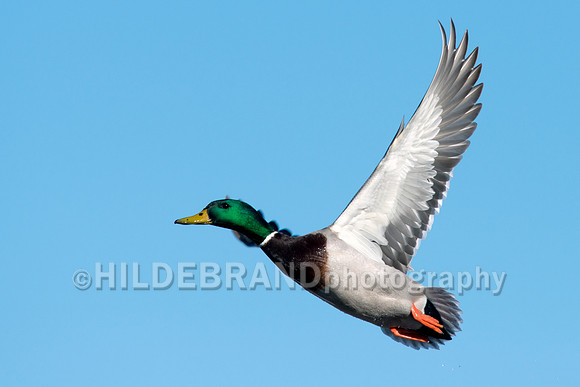Mallard