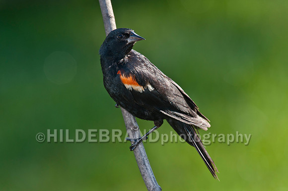 Red-Winged Blackbird