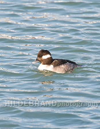 Bufflehead - Female