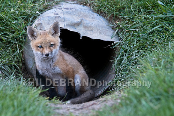 Fox Kits