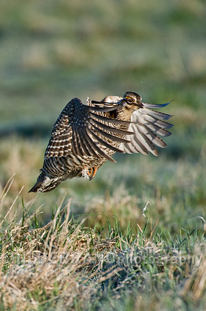 Greater Prairie Chicken