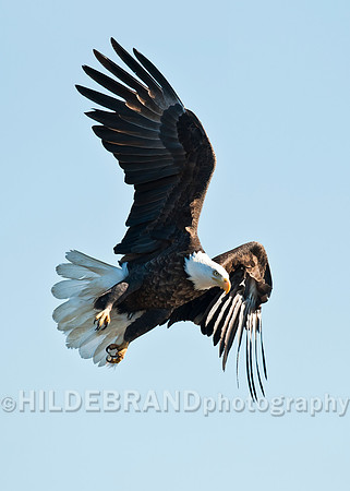 Bald Eagle