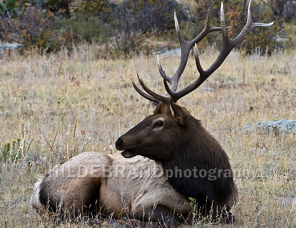 Bull Elk
