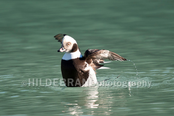 Long-tailed Duck