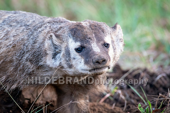 Badger