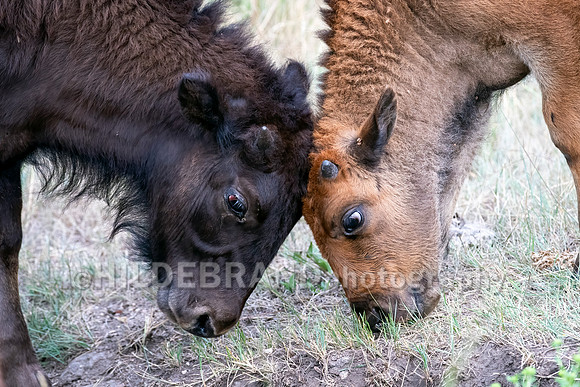 Headbutt
