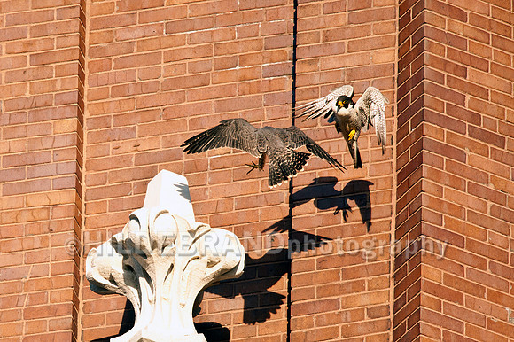 Offspring falcon showing hunger aggression towards dad