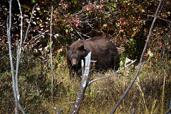 Brown Colored Black Bear