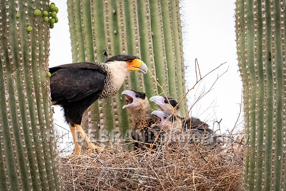 Crested Caracara