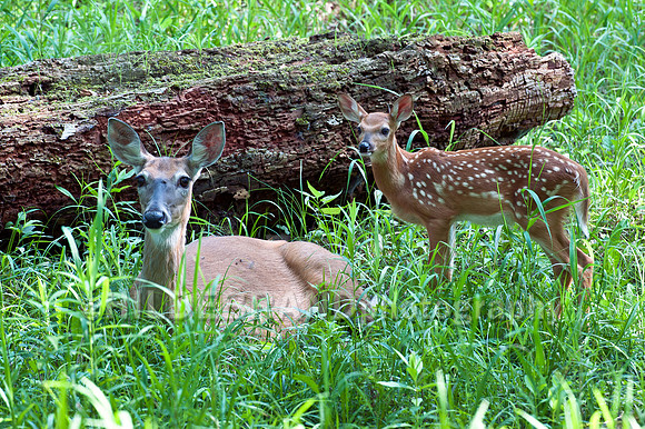 Mama and Fawn