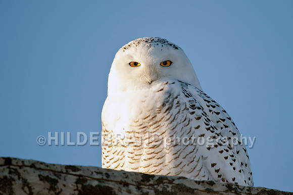 Snowy Owl