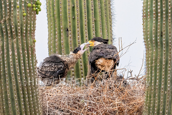 Crested Caracara