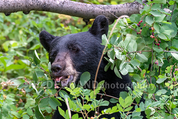 Black Bear