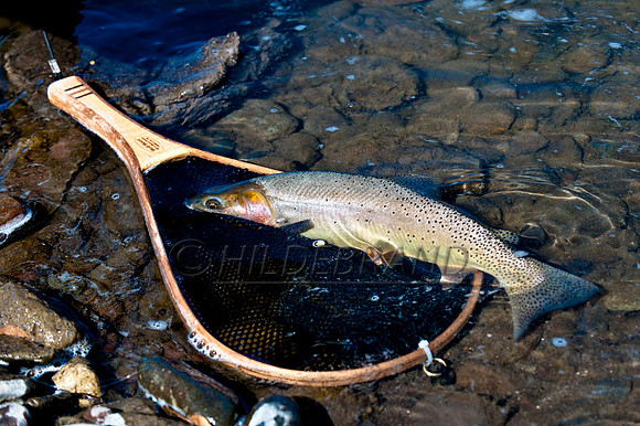 Cutthroat Trout