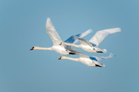 Mute Swan