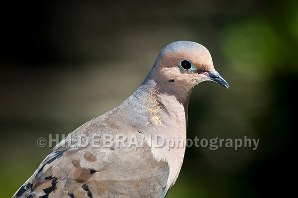 Mourning Dove