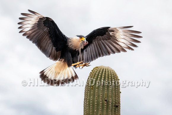 Crested Caracara