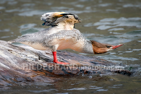 Common Merganser