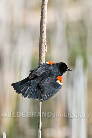Red-Winged Blackbird