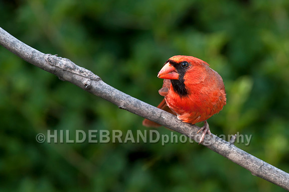 Cardinal