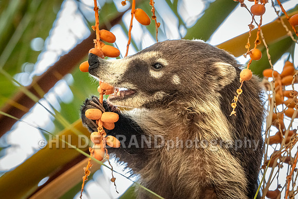 Coatimundi