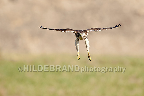 Landing Gear Down