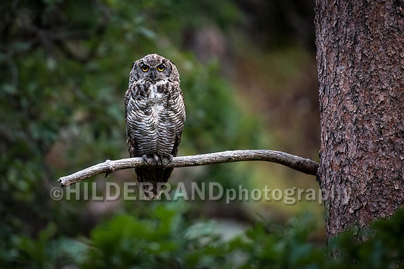 Great Horned Owl