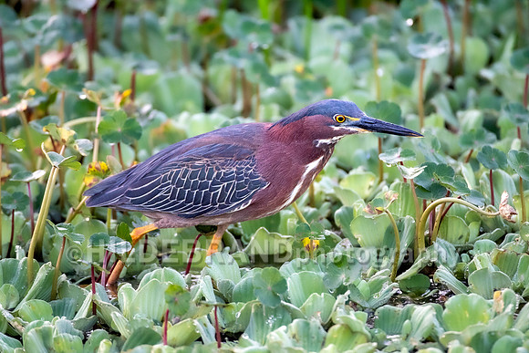 Green Heron