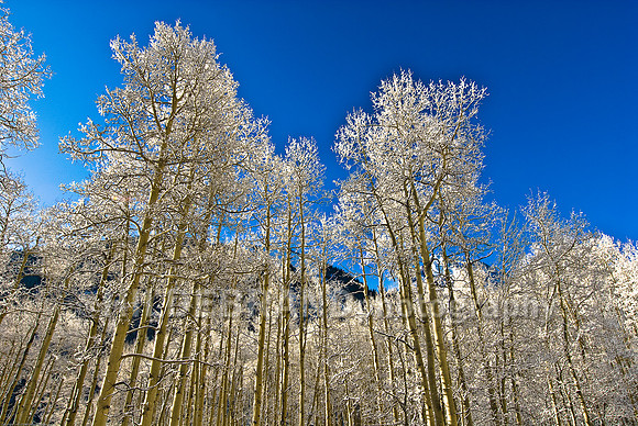 Frosted Aspens