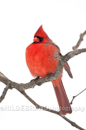Northern Cardinal