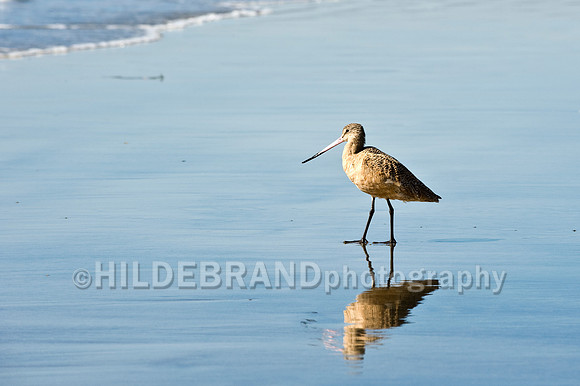 Marbled Godwit