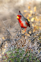 Pyrrhuloxia