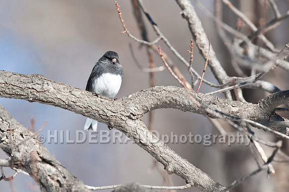 Dark-eyed Junco
