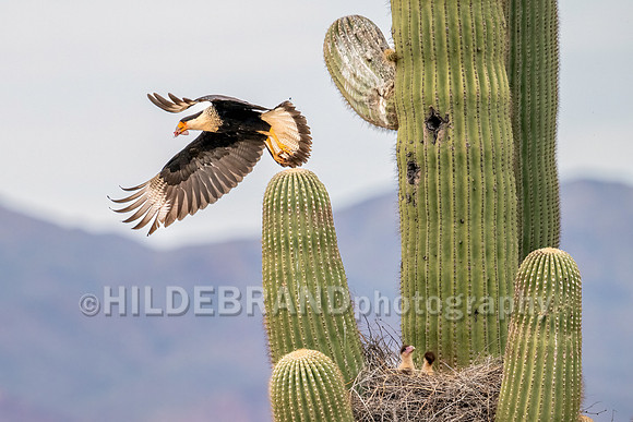 Crested Caracara
