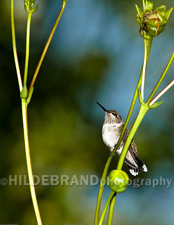 Ruby-Throated Hummingbird