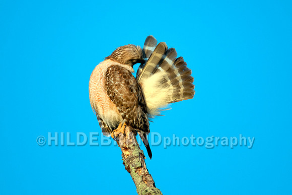 Red-shouldered hawk