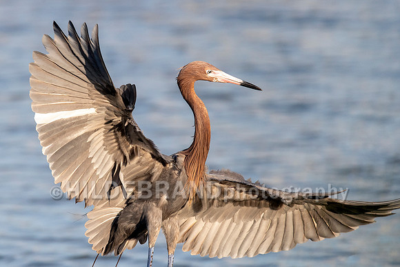 Reddish Egret