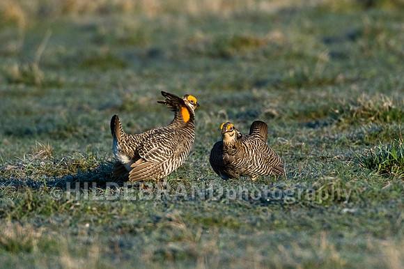 Greater Prairie Chicken