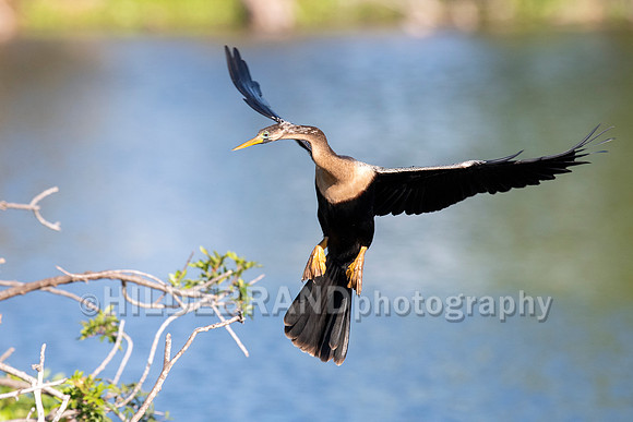 Anhinga