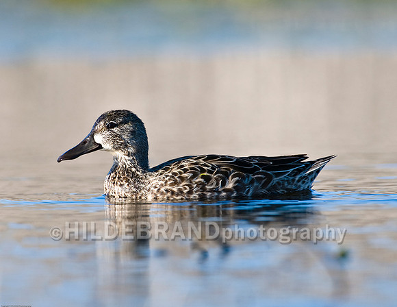 Blue-Winged Teal - Female
