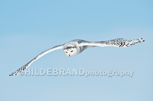 Snowy Owl