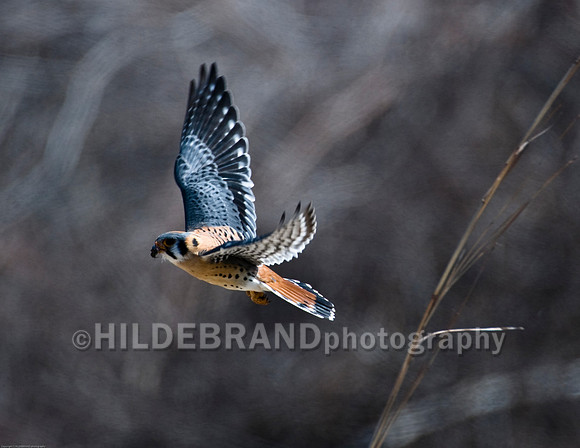 American Kestrel with Bug