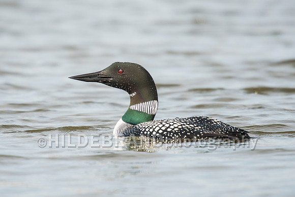 Common Loon