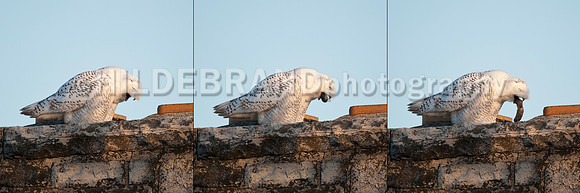 Snowy Owl Casting