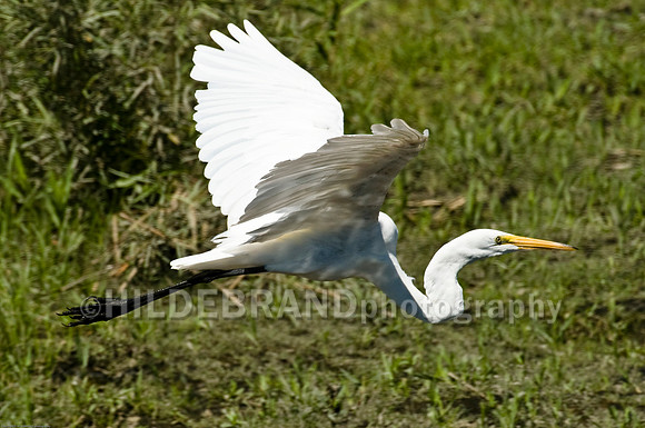 Great Egret