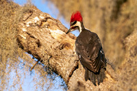 Pileated Woodpecker