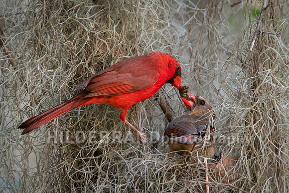 Northern Cardinal