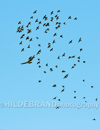 Gang-Up on Redtail