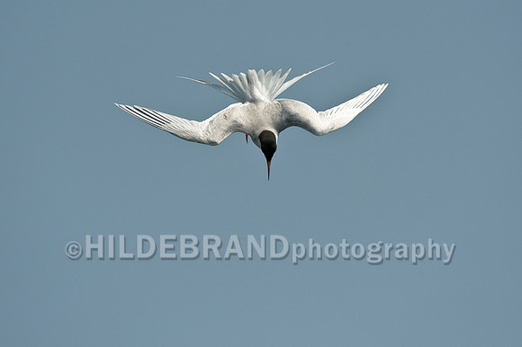 Common Tern