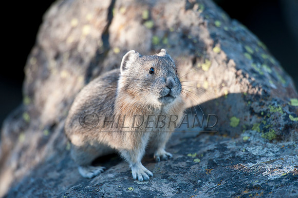 American Pika